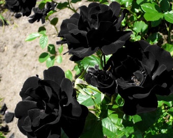The black rose of Halfeti , Halfeti Rose , the arab bride rose >  10 fresh seeds for planting