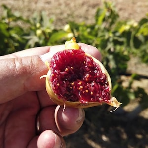 Może przedstawiać: Połówka figi z jasnoczerwonym wnętrzem i małymi, ciemnymi nasionami. Figa jest trzymana w dłoni, a jej skórka ma jasnożółty kolor.