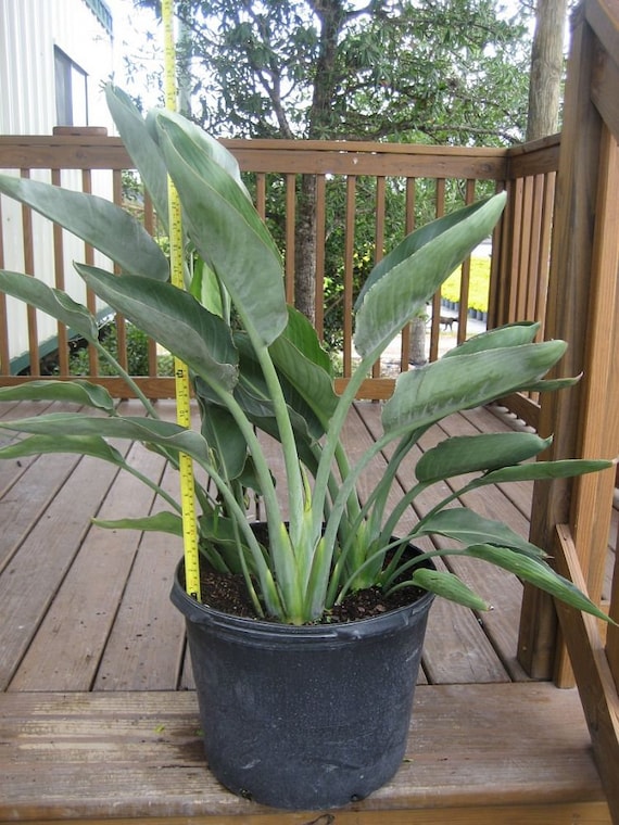 矮性極楽鳥花 - ストレリチア レギネ 矮性形態 - 播種用の新鮮な高品質