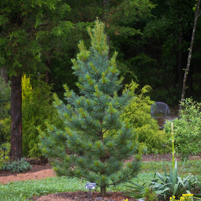 Pinus koraiensis silveray Silver korean pine / 5 fresh seeds for sowing and growing image 1