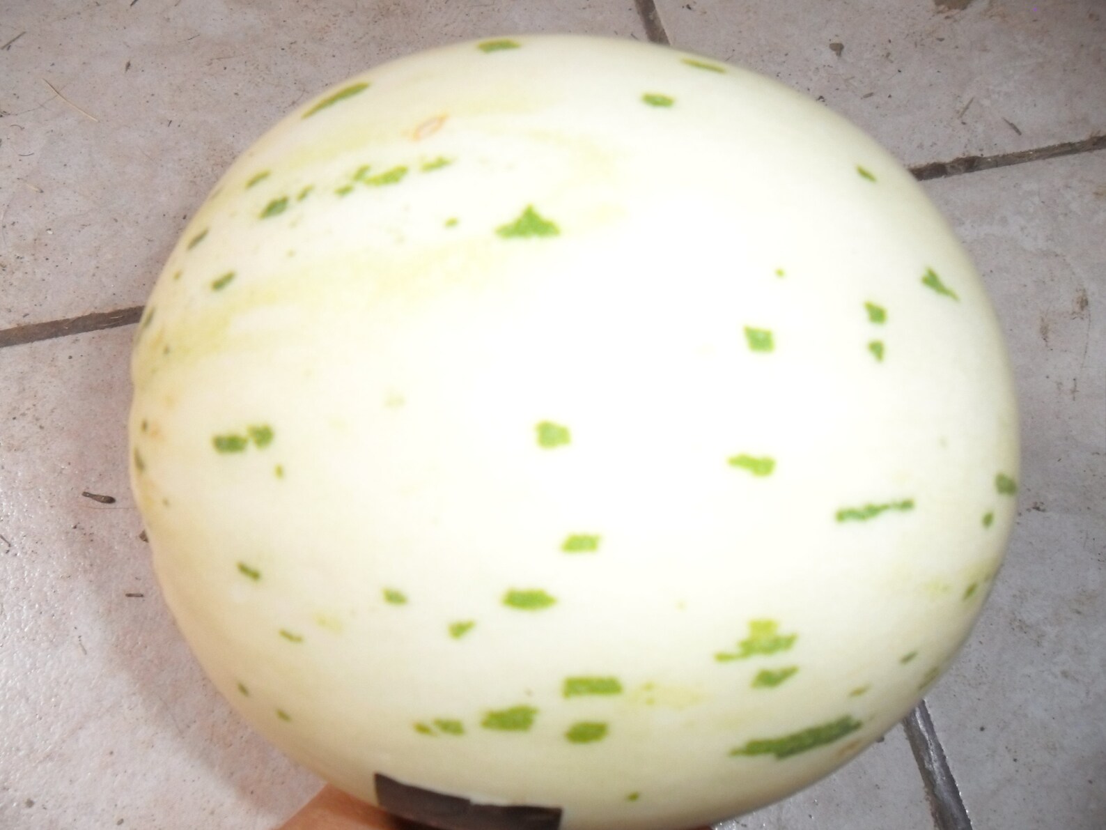 Sweet Melon Sugar Baby Matisse / 10 Fresh Seeds for Sowing Etsy Ireland