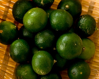 Zitrus Shikuwasa Limes &gt; Citrus Depressa &gt; Japanische Grüne Limette / 5 frische Samen