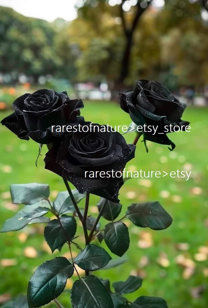バラ売り WCCF2010-2011 スペイン 黒 ハルフェティの黒いバラ、ハルフェティ ローズ、アラブの花嫁のバラ