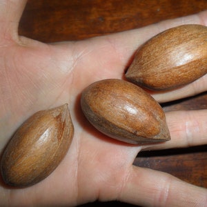 Puede incluir: Tres nueces de pacana en sus cáscaras, con una superficie marrón, lisa y ligeramente brillante. Las nueces están dispuestas en una mano, con las puntas de las nueces apuntando hacia el espectador.