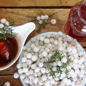 Corema album -Camarinha - Portuguese Crowberry 3 high quality seeds