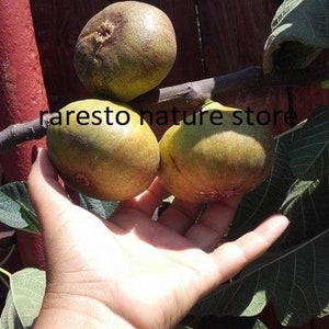 Ficus Carica Cerreto fig 15 fresh seeds image 2