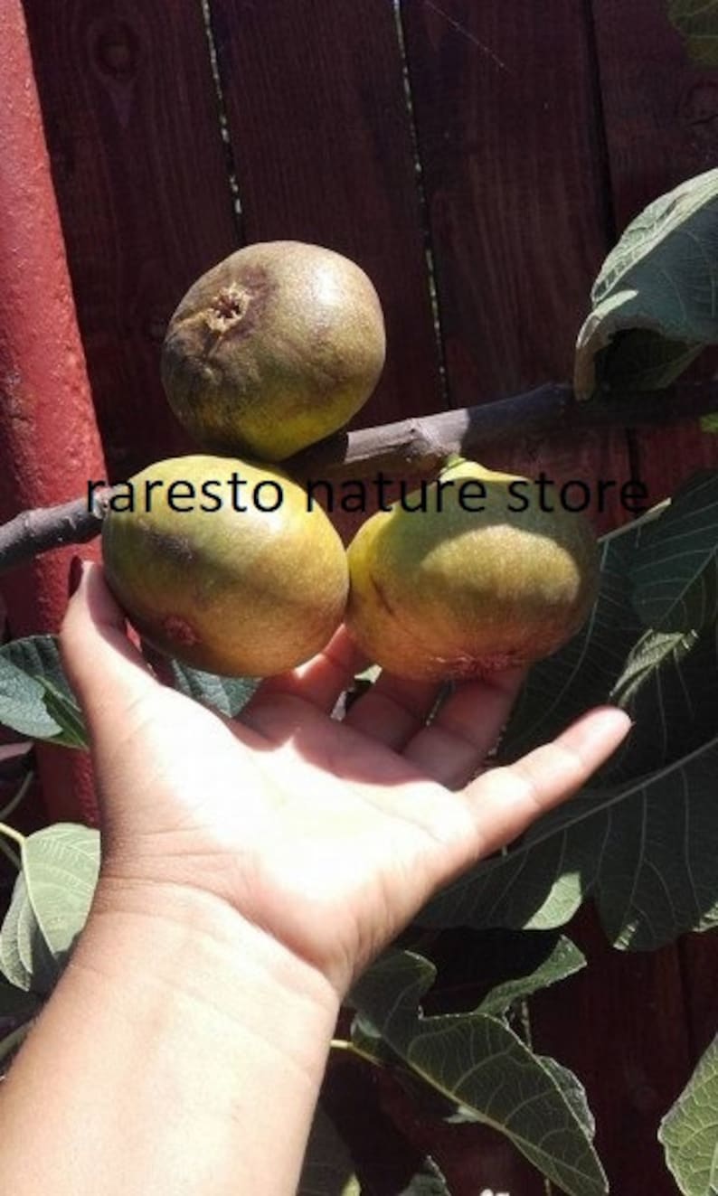 Ficus Carica Cerreto fig 15 fresh seeds image 2