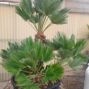 Chamaerops humilis Vulcano Rare palmier résistant au froid 5 graines fraîches 100% de taux de germination image 2