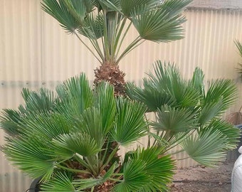 【希少・耐寒性】ウチワヤシ（Chamaerops humilis） 希少・耐寒性】ウチワヤシ（Chamaerops humilis） Chamaerops