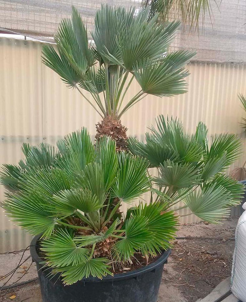 Chamaerops humilis Vulcano Rare palmier résistant au froid 5 graines fraîches 100% de taux de germination image 2