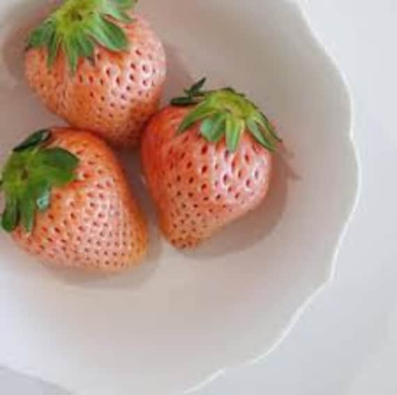 Japanese Awayuki Ichigo Strawberry 10 Fresh Seeds - Etsy Canada
