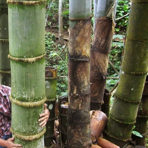 Giant bamboo Dendrocalamus giganteus 1 two years old strong RHIZOME image 1