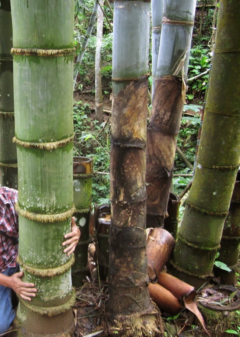 Giant bamboo Dendrocalamus giganteus 1 two years old strong RHIZOME image 1