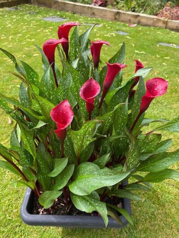 Calla Majestic ReD > Rote Calla > 5 frische Samen zum Aufziehen deiner  Pflanzen - Etsy.de