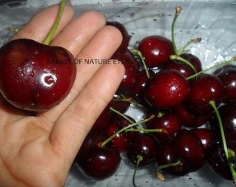 XXL cherries >Sweet Cherry  variety  ''Giant of Bistrita '' 7 fresh seeds for sowing and growing
