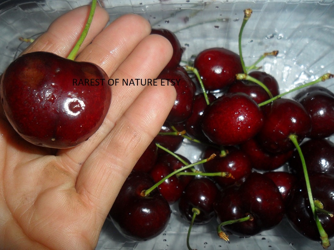 amateur cherries ripe and ready