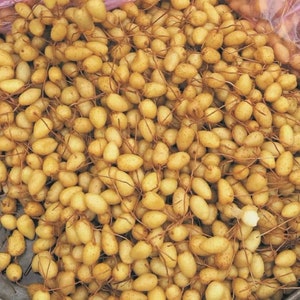 Puede incluir: Primer plano de un cuenco grande lleno de pequeñas verduras bulbosas de color amarillo pálido con finas raíces marrones. Las verduras están dispuestas en un patrón aleatorio.