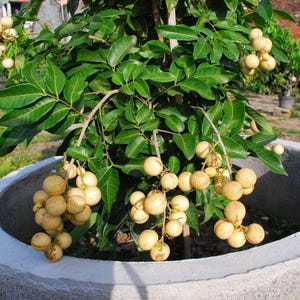 One of the best tasting fruits > HONEY LONGAN > 5 fresh seeds for growing your own fruiting plant , great as a container plant