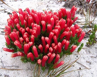 Lechenaultia tubiflora >  Heath Leschenaultia > 15 fresh seeds for planting and growing