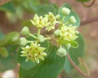 Helinus integrifolius  UBHUBHUBHU  5 fresh seeds for growing