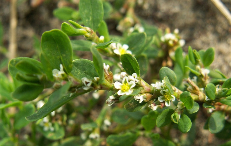 Knotgrass Herb Polygonum aviculare L 3 rhizomes live roots for propagation, planting and growing image 3