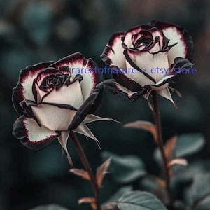 薔薇のシッポ　Black Lotus 黒蓮　説明書付き バラ科の黒と白のバラ > 10 粒の種子がすでに層別化されており