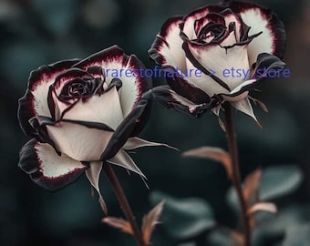 Rosa Spp. Schwarz & weiss Rose > 10 Samen sind bereits geschichtet, bereit zum Pflanzen