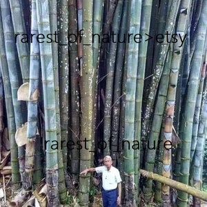 Bamboo rhizome - Etsy.de