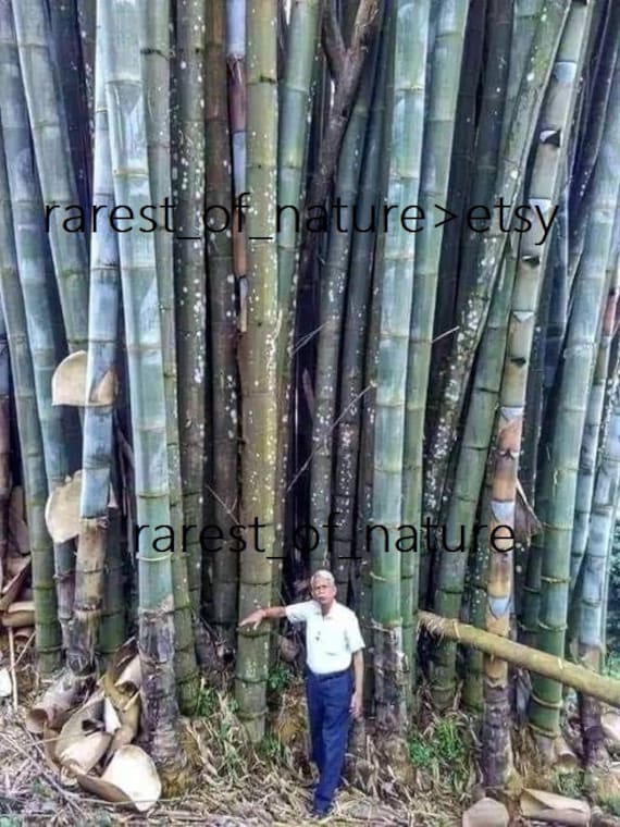 Giant Bamboo - Dendrocalamus Giganteus - 1 Two Years Old Strong RHIZOME -  Etsy Norway