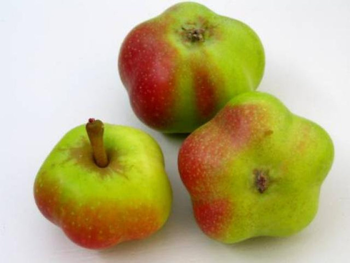 Star Shaped Api Etoile Apple - Malus Domestics Sp. - 10 Fresh Seed of ...