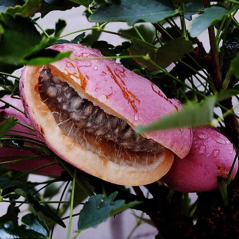 Fruit Holboellia Latifolia Sausage Vine 3 Seeds for Sowing Etsy