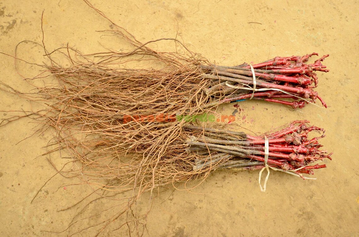 One RUBY ROMAN Grape PLANT , Grafted , With Own Roots , Ready to Plant