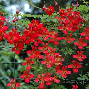 Tropaeolum Speciosum , Flame Flower or Flame Creeper 5 Fresh Seeds for  Sowing and Growing - Etsy