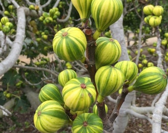 Ficus Carica Panache  > 20 fresh seeds