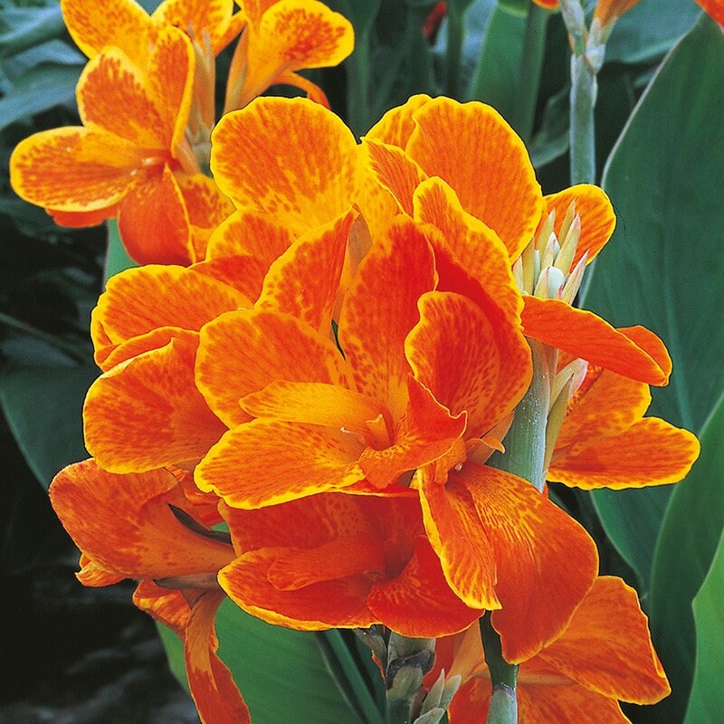Canna bulbs - Etsy 日本