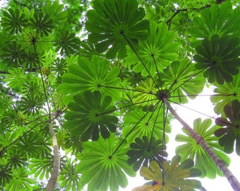 Wunderschöner Cecropia Peltata - Trompetenbaum - 6 frische Samen zum Aussäen und Wachsen im eigenen Garten