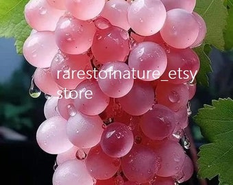 石のピンクの葡萄(大小２個) 石のピンクの葡萄(大小2個)