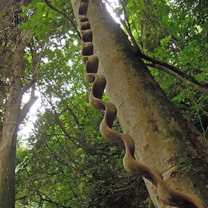 jungle lovers : Bauhinia scandens Monkey Ladder, Snake Climber 2 seeds for growing image 1