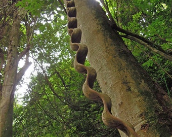 jungle lovers : Bauhinia scandens  Monkey Ladder, Snake Climber - 2 seeds for growing !