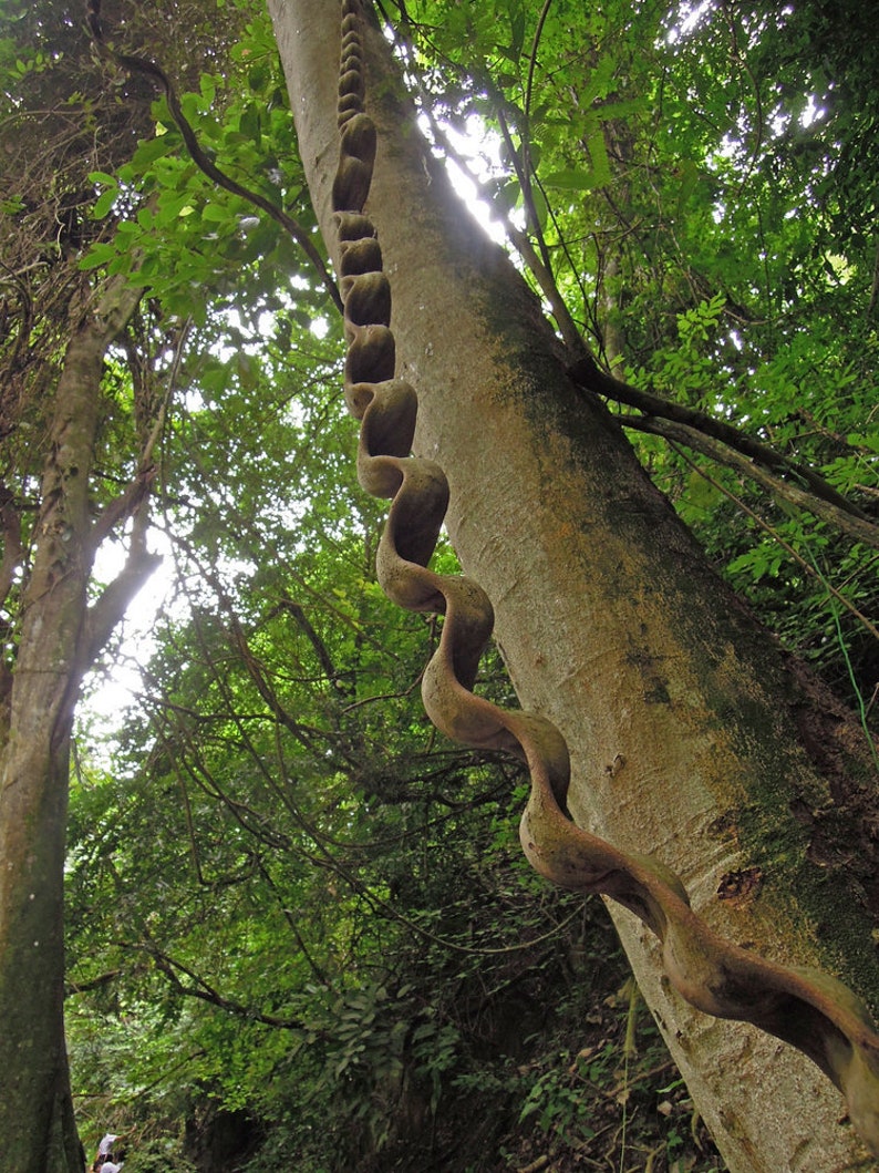 jungle lovers : Bauhinia scandens Monkey Ladder, Snake Climber 2 seeds for growing image 1