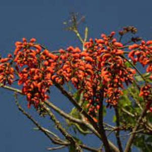 Weeping Brazilian coral tree Erythrina falcata 3 fresh seeds with sowing instructions image 2