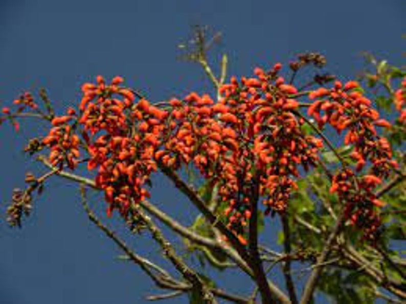 Weeping Brazilian coral tree Erythrina falcata 3 fresh seeds with sowing instructions image 2