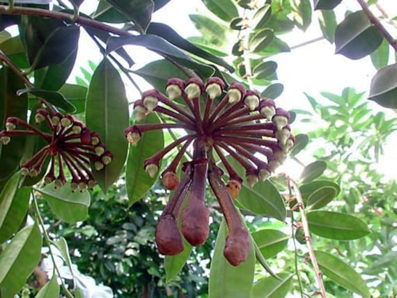 Marcgravia Umbellata , Rarity , Alien Looking Plants - 10 Fresh Seeds for  Sowing - Etsy Norway
