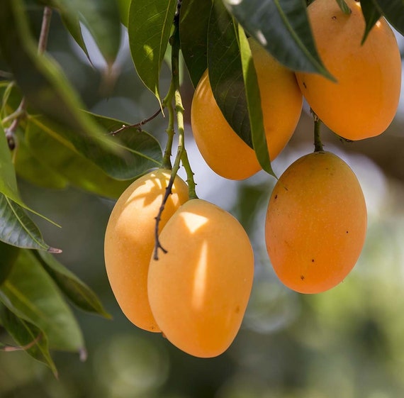 15+ Alphonso Mango In Usa