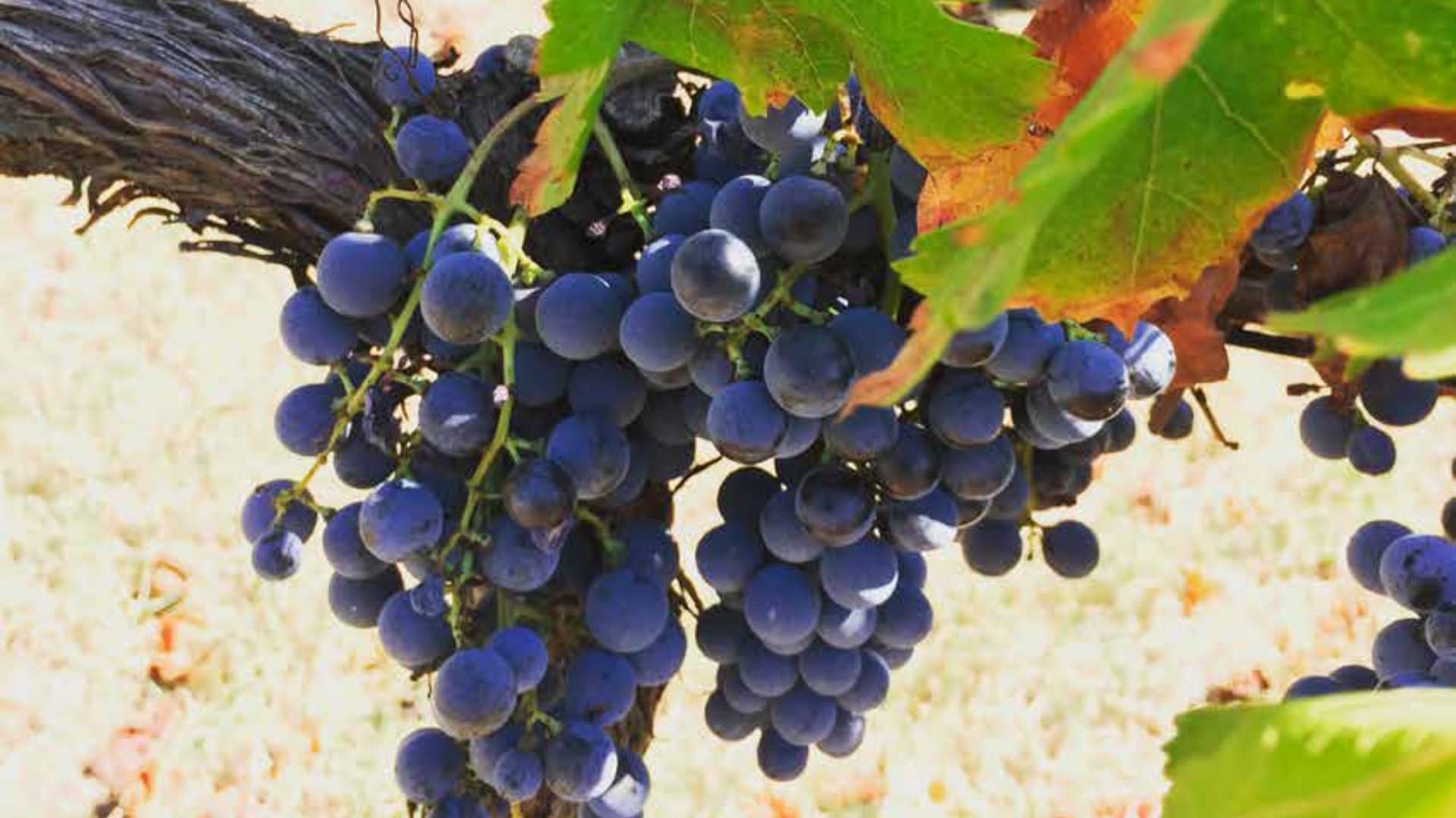 Variedad de uva más rara del mundo: Vitis sp. CABERLOT > 3 esquejes ...