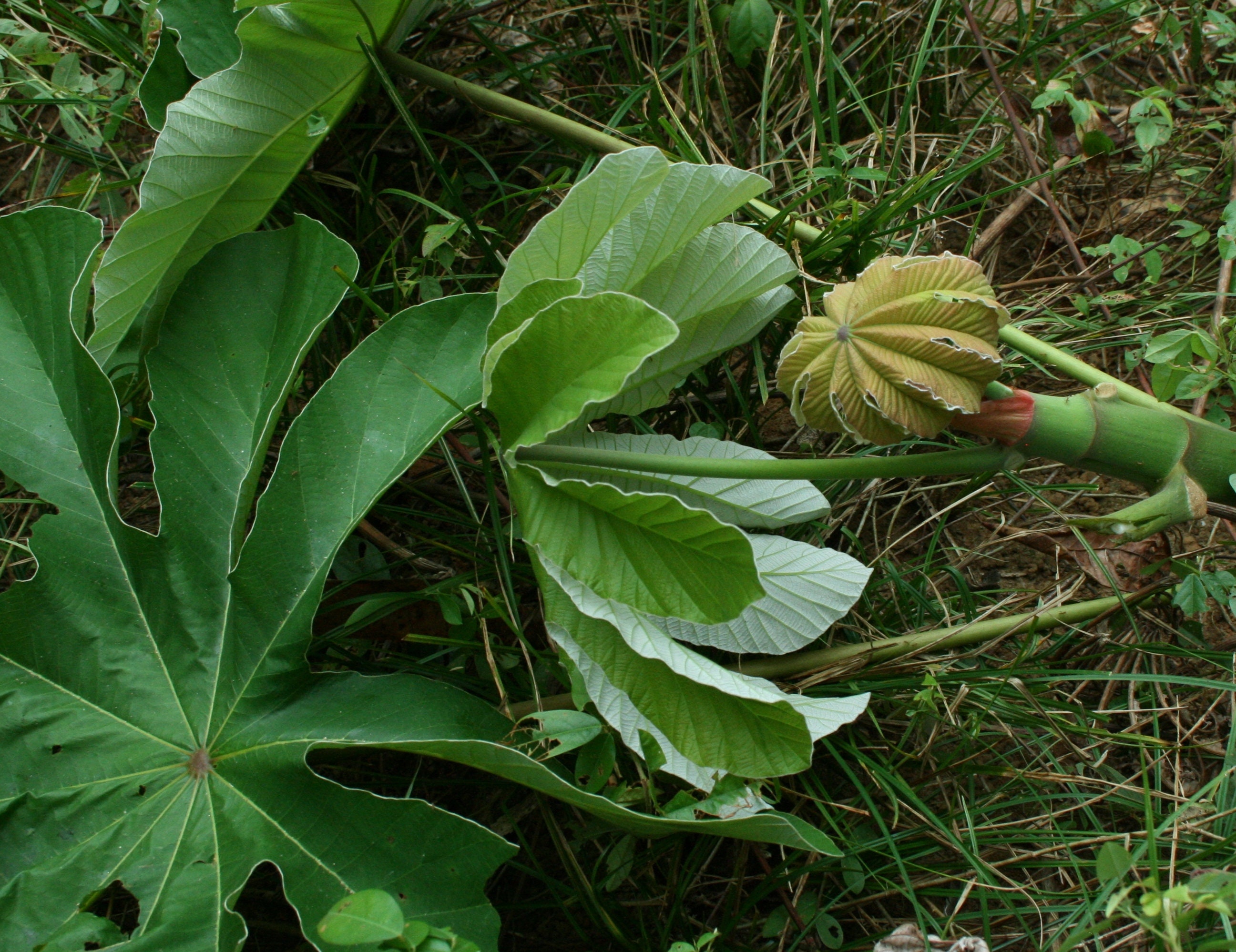 Unbelievable Cecropia Tree Prices   Shop Now! - 4gjenv5