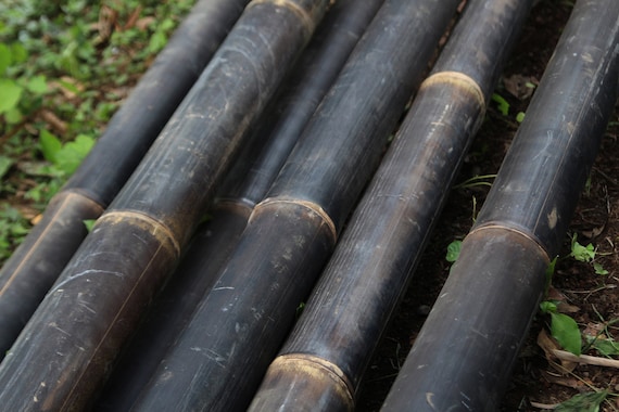 Black Bamboo - 1 lebendiges und krftiges Rhizom (zwei Jahre alt) >  Phyllostachys nigra - Etsy sterreich