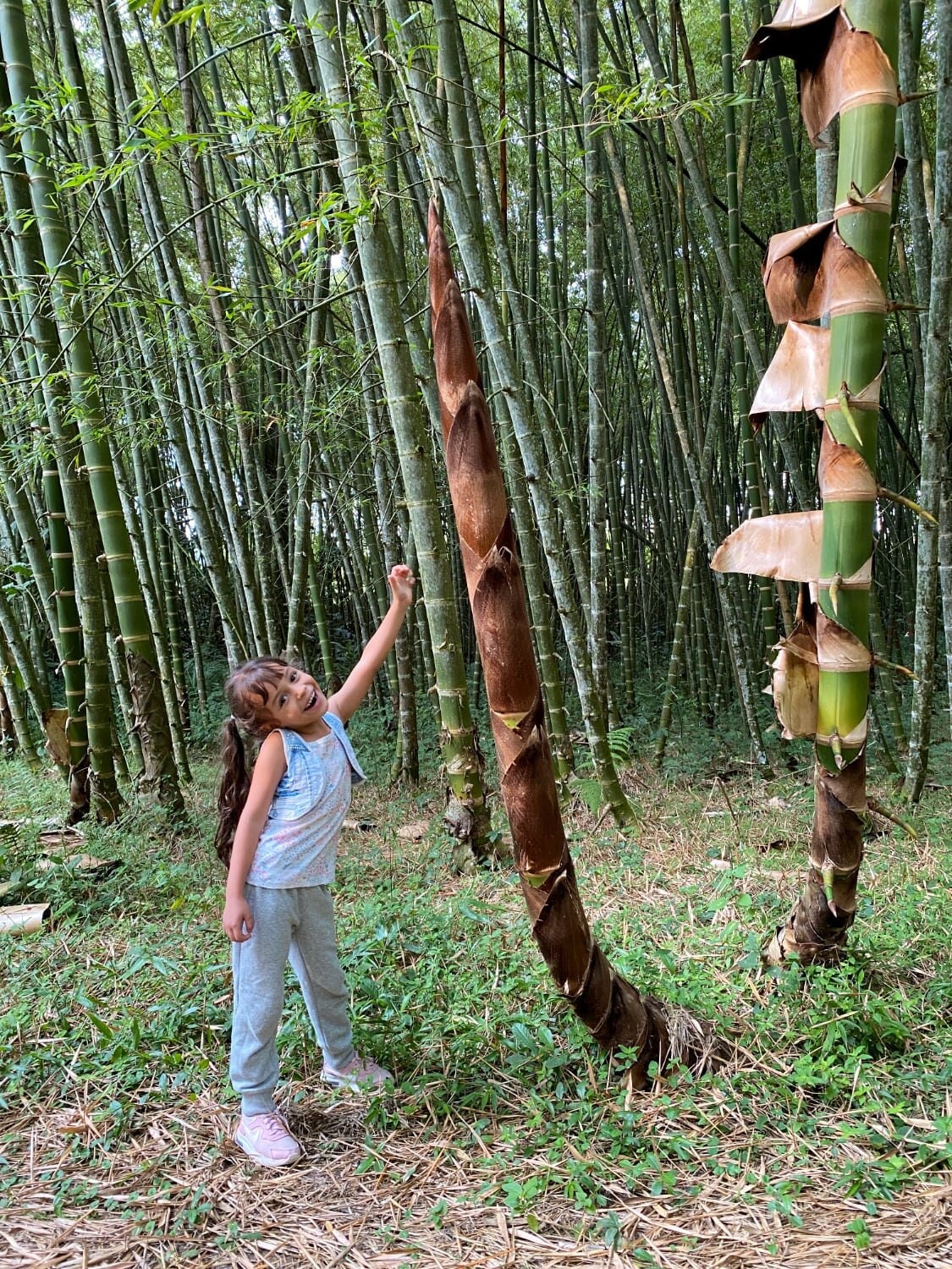 Guadua angustifolia > GIANT COLUMBIAN BAMBOO > 5 frische Samen zum  Anpflanzen und Anbau - Etsy.de
