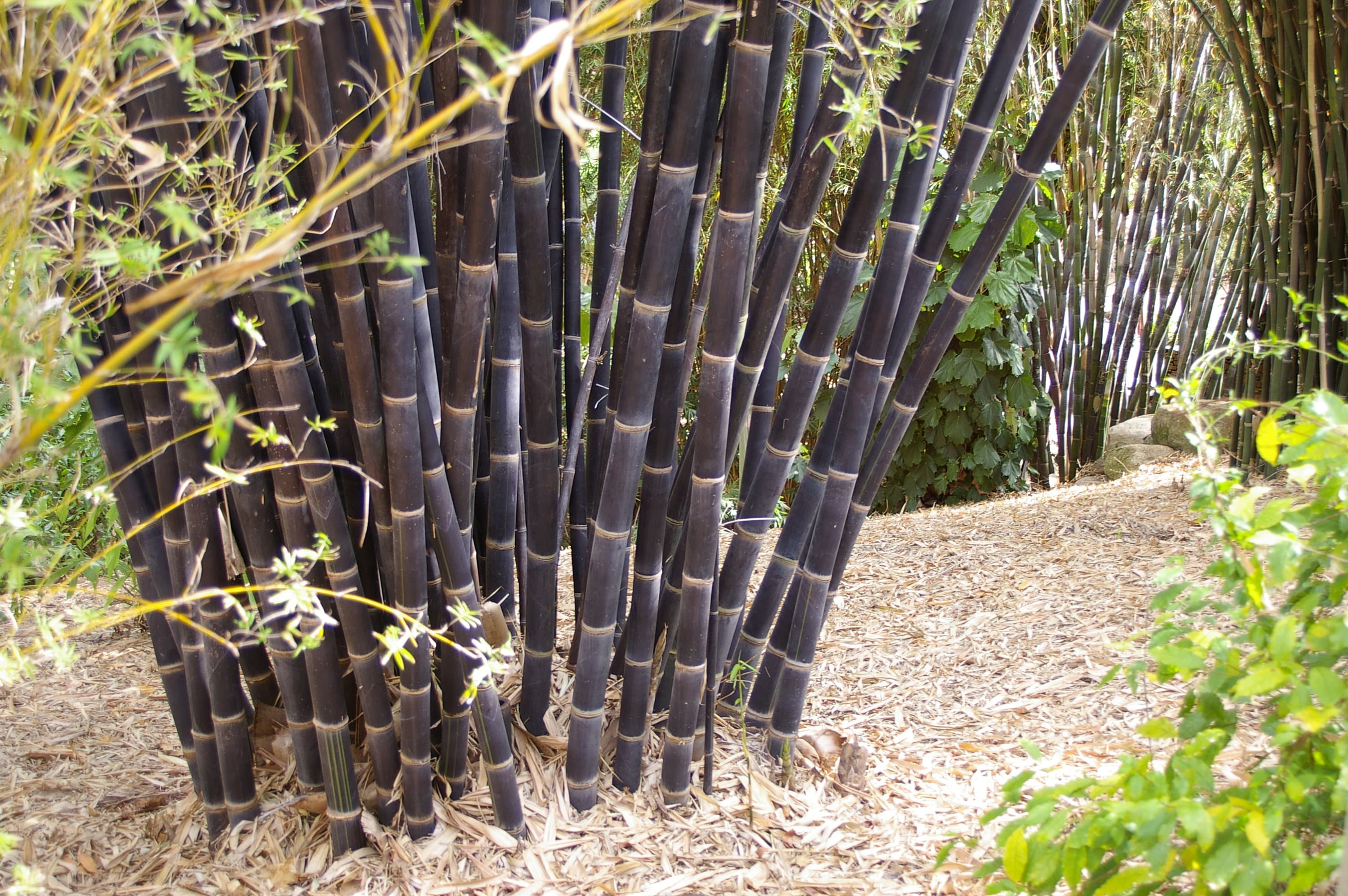 Gigantochloa Atroviolacea (java Black) BAMBOO > 10 Fresh Seeds for Planting and Growing - Etsy Israel