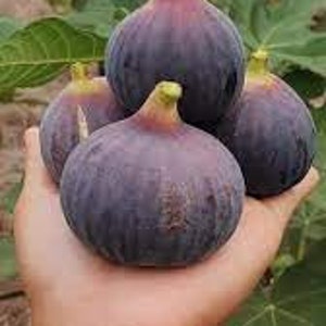 Japon Kurume Kuromitsu figue > Ficus carica sp. Kuromitsu > 15 graines fraîches à planter